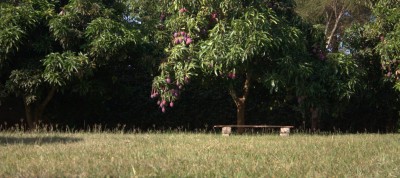 Mango trees at the top of our hill